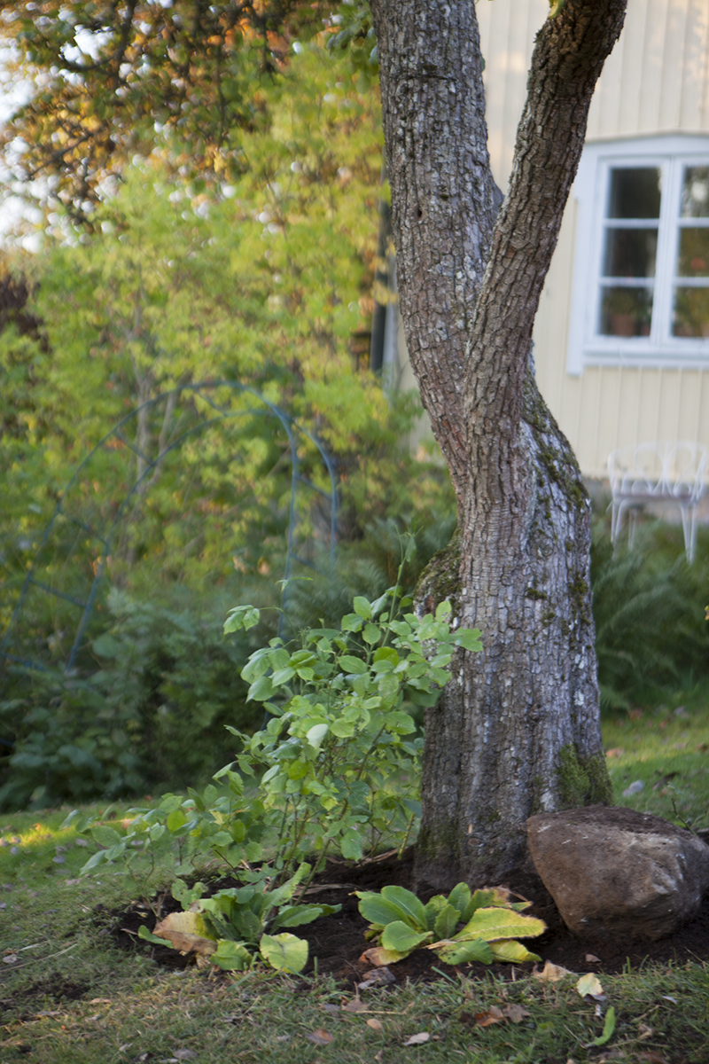 Det där med att börja i rätt ände… – AMELIES HUS